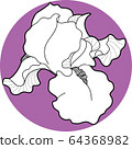 iris flawers in the circle hand draw 64368982