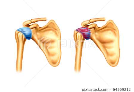 肩骨解剖 肩骨解剖 64369212