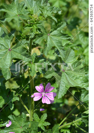 Common mallow 64369754