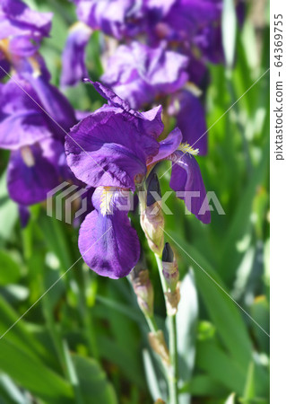 Illyrian iris Illyrian iris 64369755