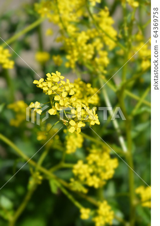 Turkish warty cabbage Turkish warty cabbage 64369758