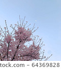 Moon and cherry blossoms 64369828