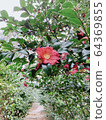 Camellia in the road 64369855