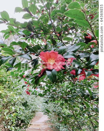 山茶花在路上 64369855