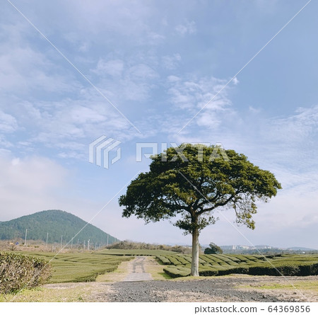 一棵樹 64369856