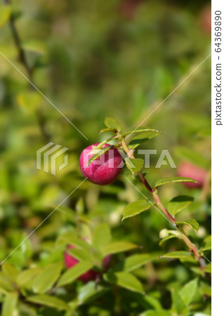 American wintergreen American wintergreen 64369890