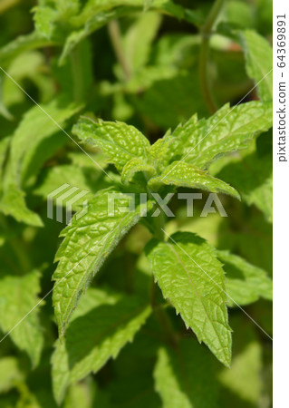 Common mint 64369891