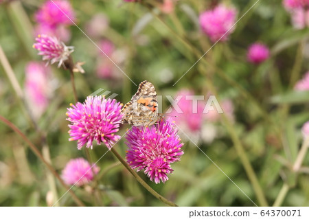 Painted lady attracted to the nectar of Sennichi Beni Painted lady attracted to the nectar of Sennichi Beni 64370071