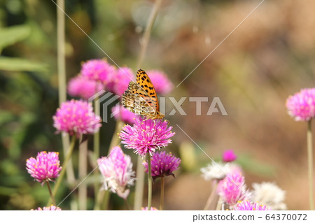 Painted lady attracted to the nectar of Sennichi Beni Painted lady attracted to the nectar of Sennichi Beni 64370072
