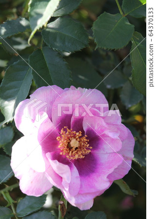 玫瑰眼為你 玫瑰眼為你 64370133