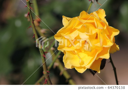 Rose Henry Fonda Rose Henry Fonda 64370138