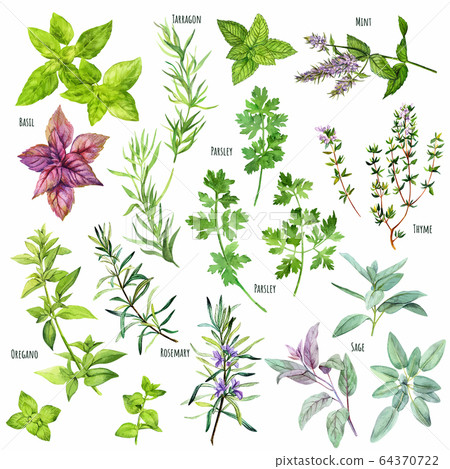 Set of watercolor cooking herbs, mediterranean cuisine 64370722