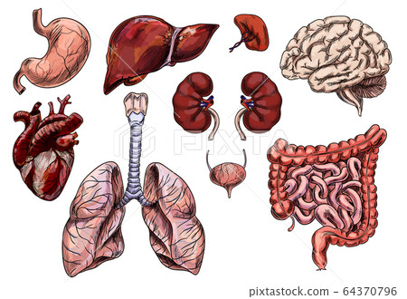 Set of human organs, hand drawn sketch Set of human organs, hand drawn sketch 64370796