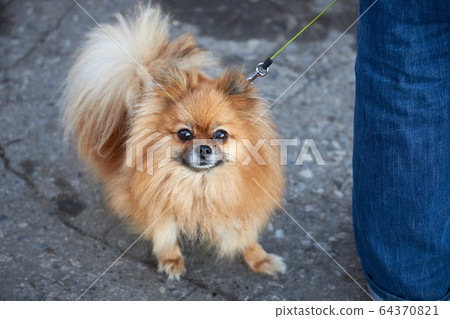 Small Pomeranian dog walks with the owner Small Pomeranian dog walks with the owner 64370821