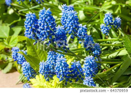 Russia. Saint-Petersburg. In may, mouse hyacinth bloomed in flower beds in city courtyards and gardens in may. Russia. Saint-Petersburg. In may, mouse hyacinth bloomed in flower beds in city courtyards and gardens in may. 64370959