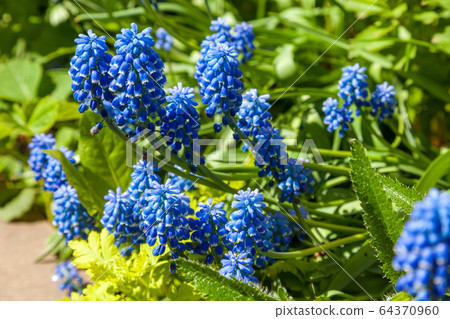 Russia. Saint-Petersburg. In may, mouse hyacinth bloomed in flower beds in city courtyards and gardens in may. 64370960