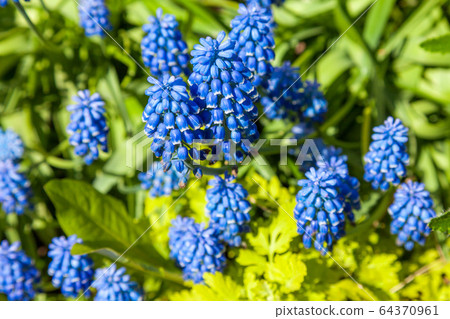 Russia. Saint-Petersburg. In may, mouse hyacinth bloomed in flower beds in city courtyards and gardens in may. Russia. Saint-Petersburg. In may, mouse hyacinth bloomed in flower beds in city courtyards and gardens in may. 64370961