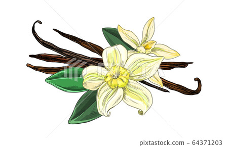 Vanilla beans with flowers and leaves, full color sketch 64371203