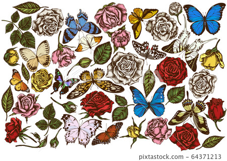 Vector set of hand drawn colored menelaus blue morpho, giant swordtail, blue morpho, lemon butterfly, red lacewing, african giant swallowtail, alcides agathyrsus, wallace's golden birdwing, purple Vector set of hand drawn colored menelaus blue morpho, giant swordtail, blue morpho, lemon butterfly, red lacewing, african giant swallowtail, alcides agathyrsus, wallace's golden birdwing, purple 64371213