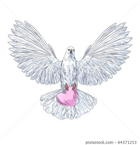White dove in flight holding pink heart 64371253