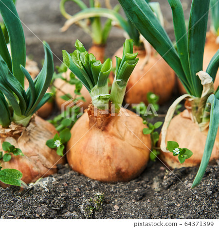 Planting onion in garden. Plantation in the vegetable garden agriculture 64371399