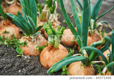 Planting onion in garden. Plantation in the vegetable garden agriculture Planting onion in garden. Plantation in the vegetable garden agriculture 64371400