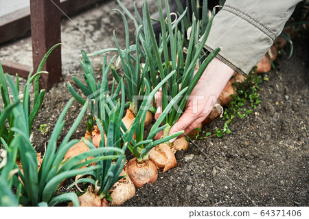 Woman cutting onion in garden. Plantation in the vegetable garden agriculture Woman cutting onion in garden. Plantation in the vegetable garden agriculture 64371406