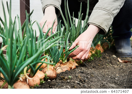 Woman cutting onion in garden. Plantation in the vegetable garden agriculture 64371407