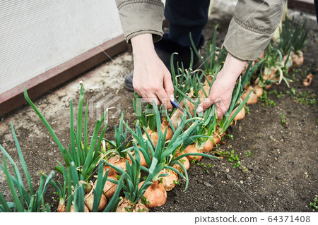 Woman cutting onion in garden. Plantation in the vegetable garden agriculture Woman cutting onion in garden. Plantation in the vegetable garden agriculture 64371408