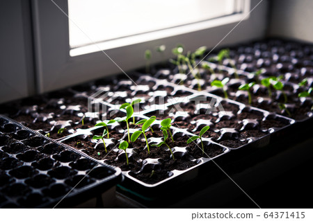 Cucumbers, pumpkin, watermelon seedling growing in cultivation tray. Cucumbers, pumpkin, watermelon seedling growing in cultivation tray. 64371415