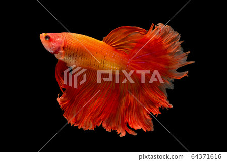 Light red betta fish, Siamese fighting fish was isolated on black background. Light red betta fish, Siamese fighting fish was isolated on black background. 64371616