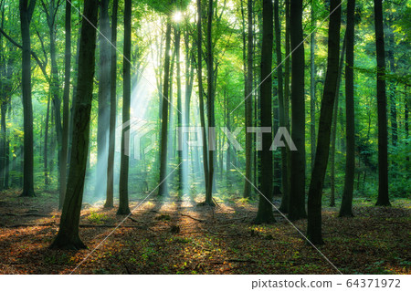 Beautiful sunrise in green forest Beautiful sunrise in green forest 64371972