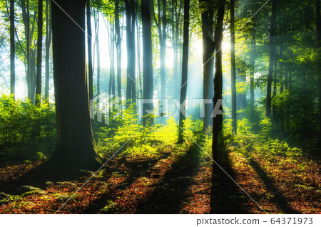Beautiful sunrise in green forest Beautiful sunrise in green forest 64371973