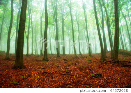 Foggy morning in green forest Foggy morning in green forest 64372028