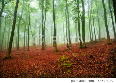 Foggy morning in green forest Foggy morning in green forest 64372029