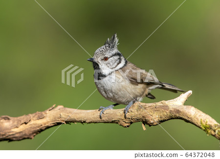 Crested tit (Lophophanes cristatus) close up Crested tit (Lophophanes cristatus) close up 64372048