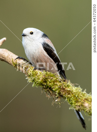 Long tailed tit (Aegithalos caudatus) Long tailed tit (Aegithalos caudatus) 64372050
