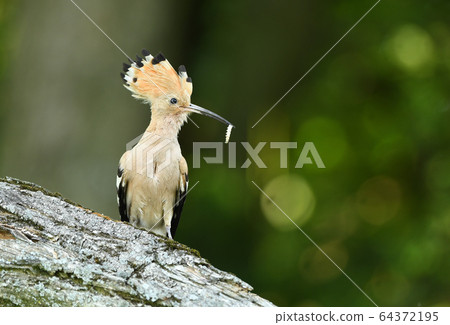 Eurasian Hoopoe or Common hoopoe (Upupa epops) Eurasian Hoopoe or Common hoopoe (Upupa epops) 64372195