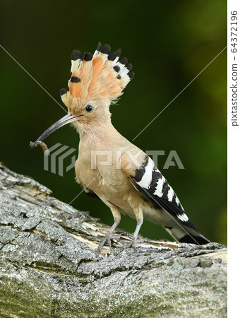 Eurasian Hoopoe or Common hoopoe (Upupa epops) Eurasian Hoopoe or Common hoopoe (Upupa epops) 64372196