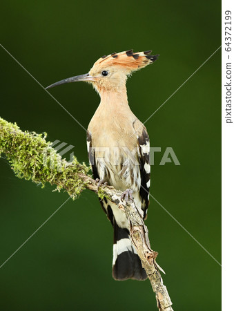 Eurasian Hoopoe or Common hoopoe (Upupa epops) Eurasian Hoopoe or Common hoopoe (Upupa epops) 64372199