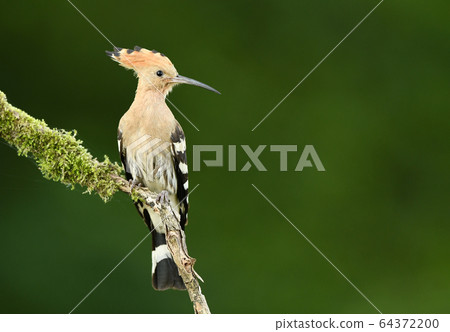 Eurasian Hoopoe or Common hoopoe (Upupa epops) Eurasian Hoopoe or Common hoopoe (Upupa epops) 64372200