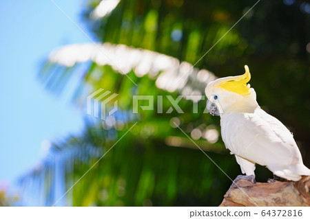 Crested cockatoo parrot. 64372816