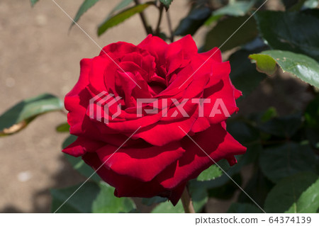 紅玫瑰花 紅玫瑰花 64374139