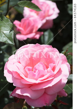  粉紅玫瑰花朵 64374183
