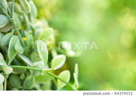 Green leaves in garden on natural background Green leaves in garden on natural background 64374551