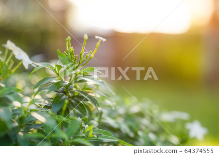 Gerdenia Crape Jasmine green leaves in garden on 64374555