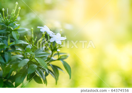 Gerdenia Crape Jasmine green leaves in garden on Gerdenia Crape Jasmine green leaves in garden on 64374556