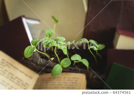 Young green sprouts with drops of water among the expanded books. Concept of spring, education and knowledge Young green sprouts with drops of water among the expanded books. Concept of spring, education and knowledge 64374561