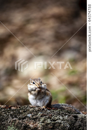 松鼠 松鼠 64374788