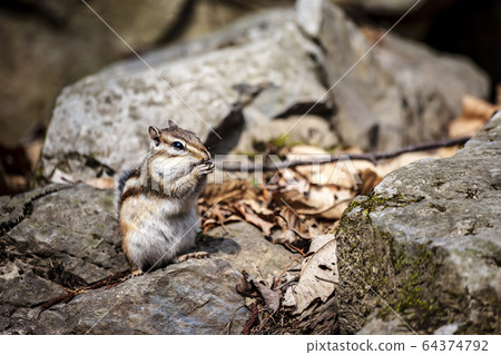 松鼠 松鼠 64374792